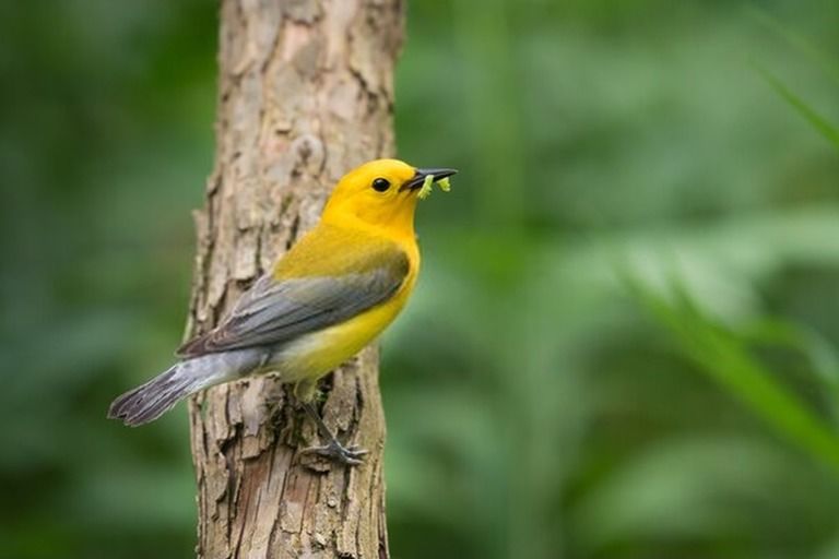 Top 9 Best Bird Watching Places In USA in 2024