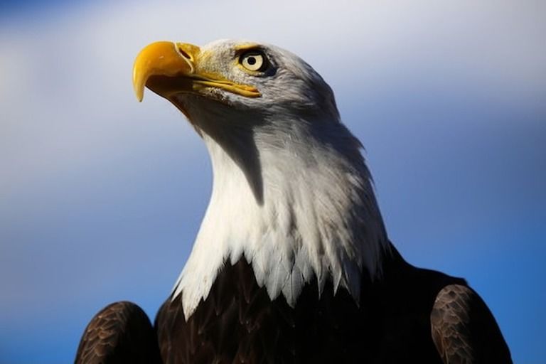 Top 9 Best Bird Watching Places In USA in 2024