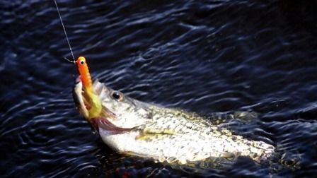 crappie fishing
