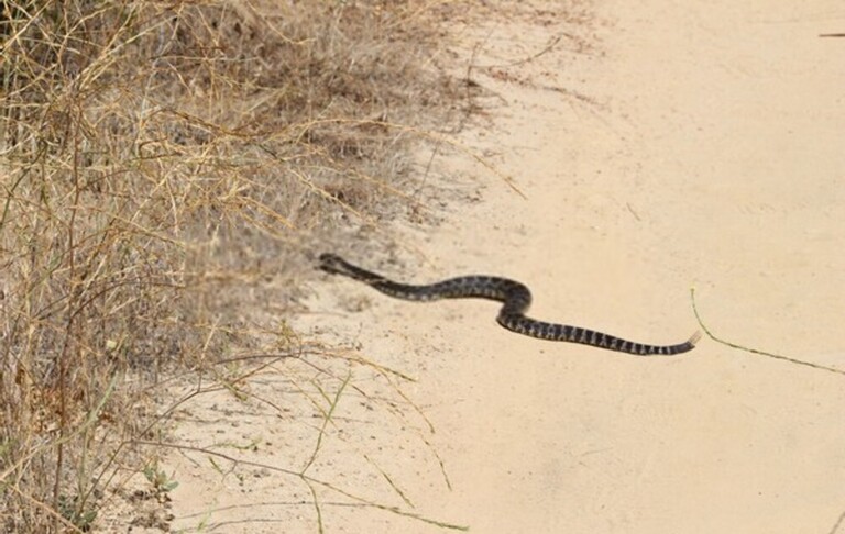 How Do You Protect Yourself Against Snakes When Hiking?